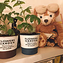 liliroom