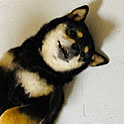 tsuyuki