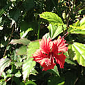 tanoueharu