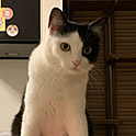 neko_daisuki