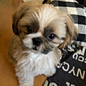 sion