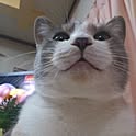 neko