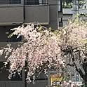 hiyoko