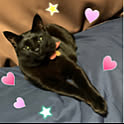 black_cat911