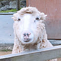 ton