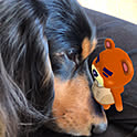 Ruju