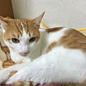 miyu