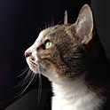 mimoo