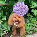 bonbon
