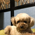 wan