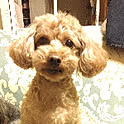 kinakoanko