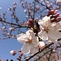 mamaiko