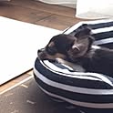 koma