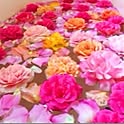 HappyRose