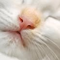 yukiwhitecat0119