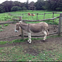 roki