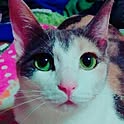 kuuchan