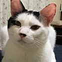 Reiko