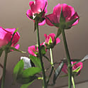 ma