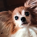 chii