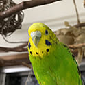 tamama