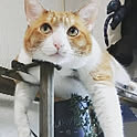 ayuchanman