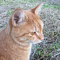 mocomoco