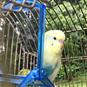 Keito