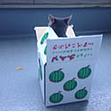 ruirui