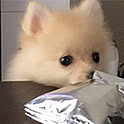 bu