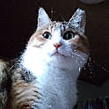 azumona
