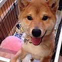 shoko