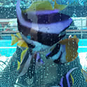 RYO