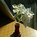 flowers7321