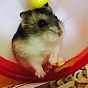 mikan