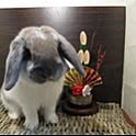 mizored_hidepon