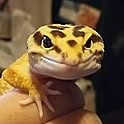 Satomi