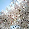 kou