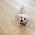 taro