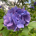 erisa_hd