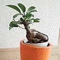 tasu