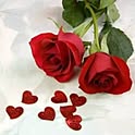 Rose331