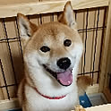 yo-chan