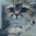 iz