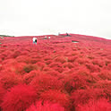 fujico