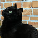nico