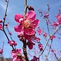 Abbelane