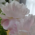 Fuyufuku2525