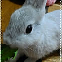 tukiusagi