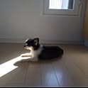 chaki